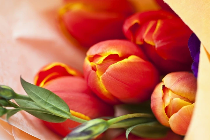 Tulips in Spring